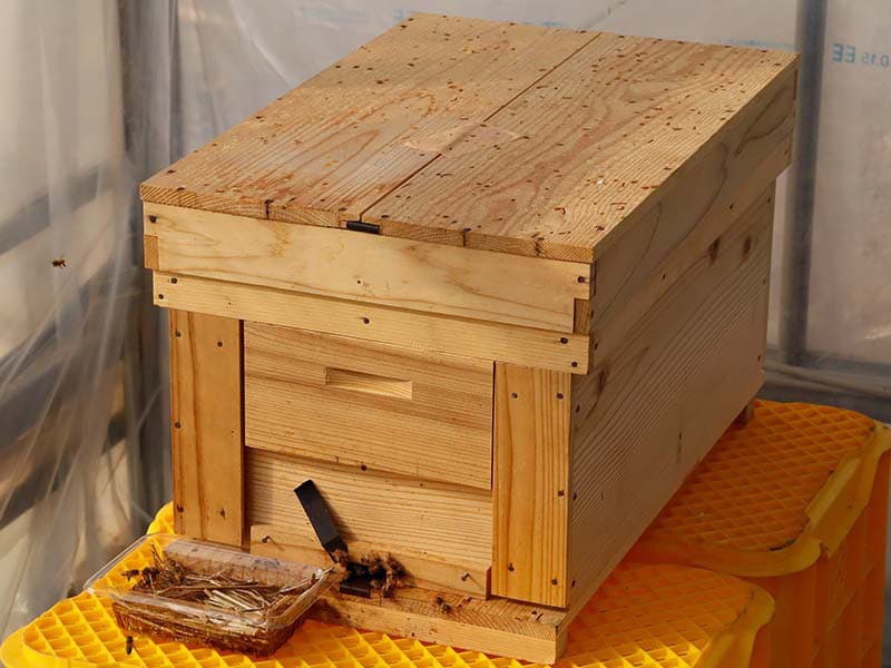 花が咲き始めました