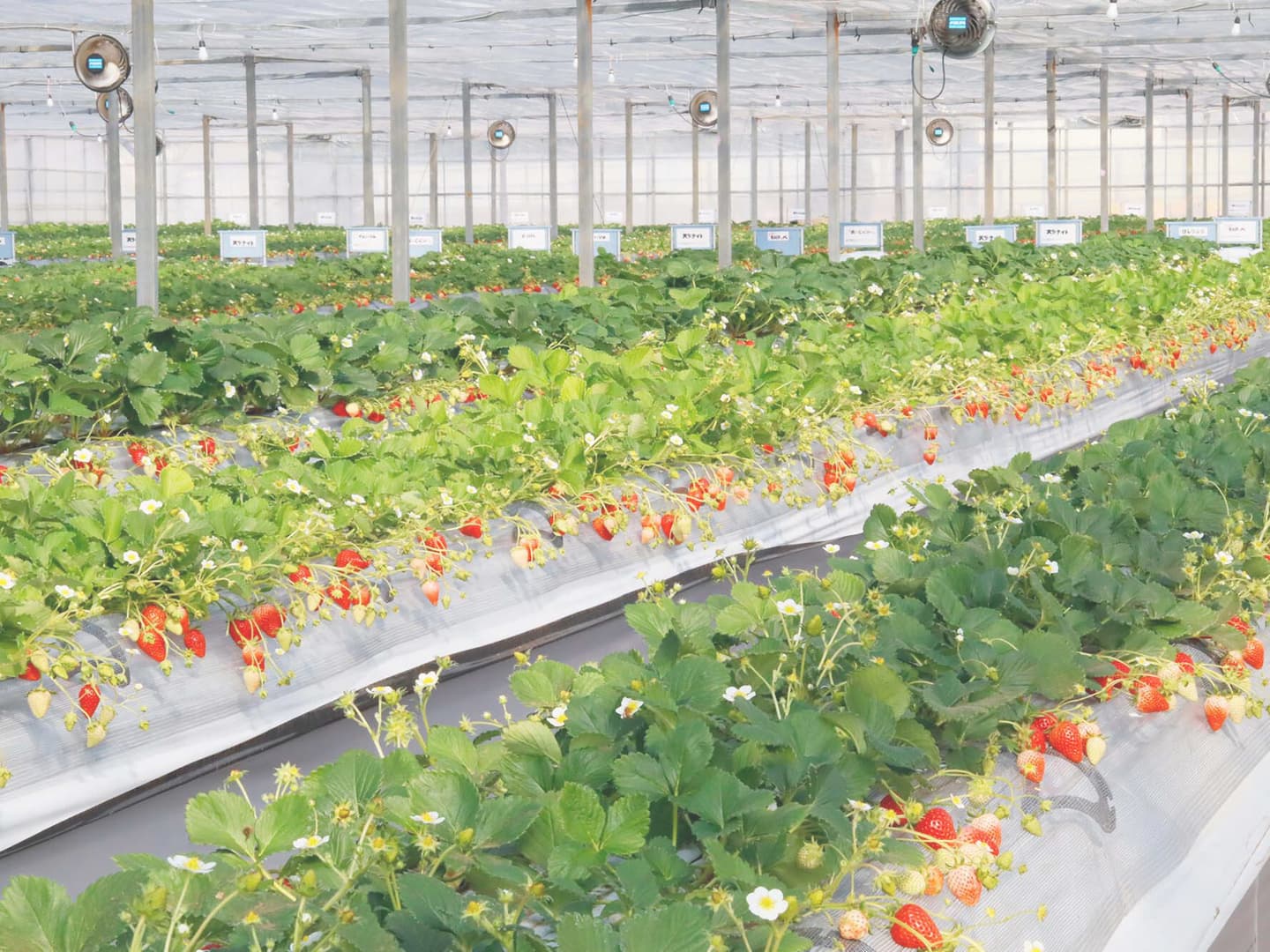 花が咲き始めました