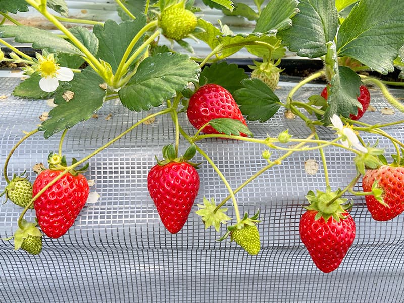 花が咲き始めました