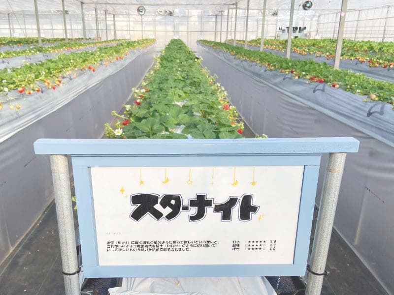 花が咲き始めました